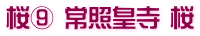 桜⑨ 常照皇寺 桜