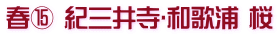 春⑮ 紀三井寺･和歌浦 桜