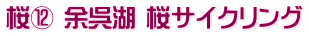 桜⑫ 余呉湖 桜サイクリング