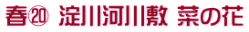 春⑳ 淀川河川敷 菜の花