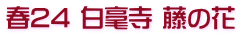 春24 白毫寺 藤の花