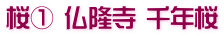 桜① 仏隆寺 千年桜