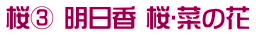 桜③ 明日香 桜･菜の花