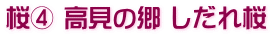 桜④ 高見の郷 しだれ桜