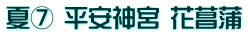 夏⑦ 平安神宮 花菖蒲