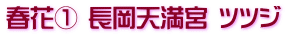 春花① 長岡天満宮 ツツジ