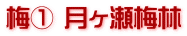 梅① 月ヶ瀬梅林