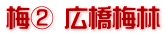 梅② 広橋梅林