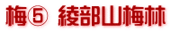 梅⑤ 綾部山梅林