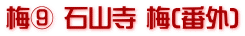 梅⑨ 石山寺 梅(番外)