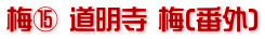 梅⑮ 道明寺 梅(番外)