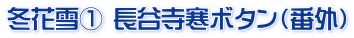 冬花雪① 長谷寺寒ボタン（番外）