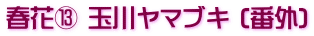 春花⑬ 玉川ヤマブキ (番外)