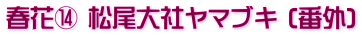 春花⑭ 松尾大社ヤマブキ (番外)